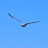 今日の野鳥