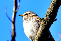 今日の野鳥　鶫