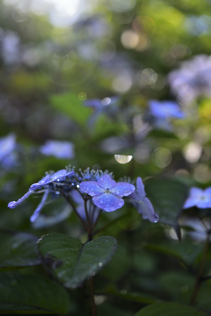 雨上がりの朝