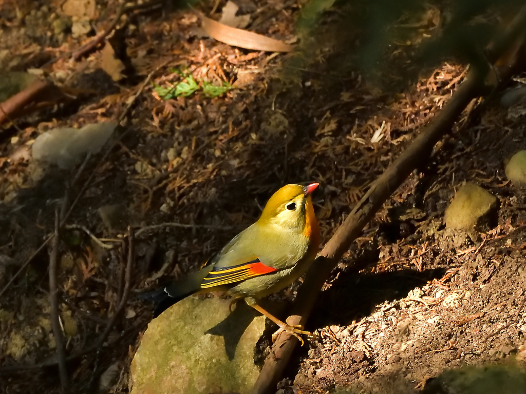 今日の野鳥  相思鳥