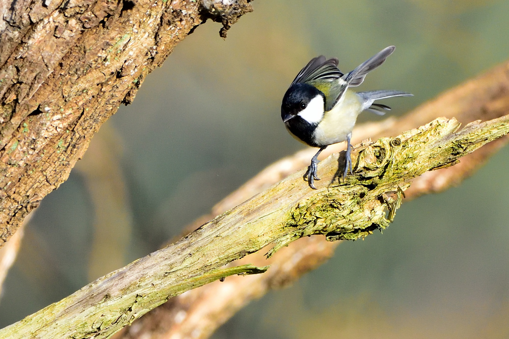 今日の野鳥　四十雀