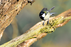 今日の野鳥　四十雀