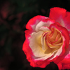 The Rose