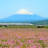 春の予感