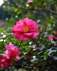 山茶花