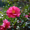 山茶花
