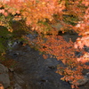 今年の紅葉