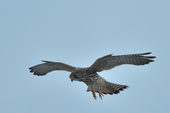 今日の野鳥　長元坊