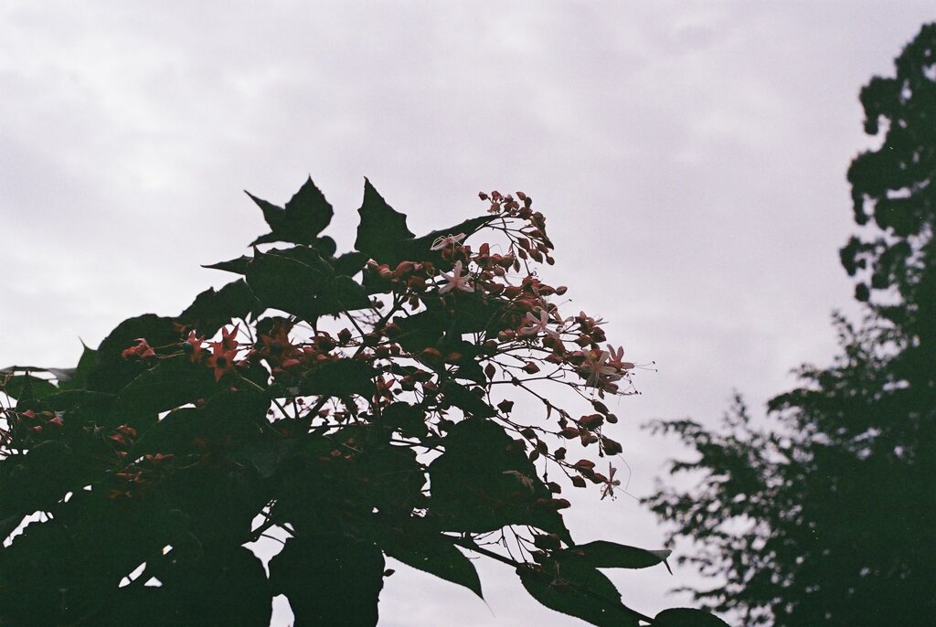 FILM 10-5