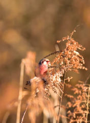 今日の野鳥　紅猿子