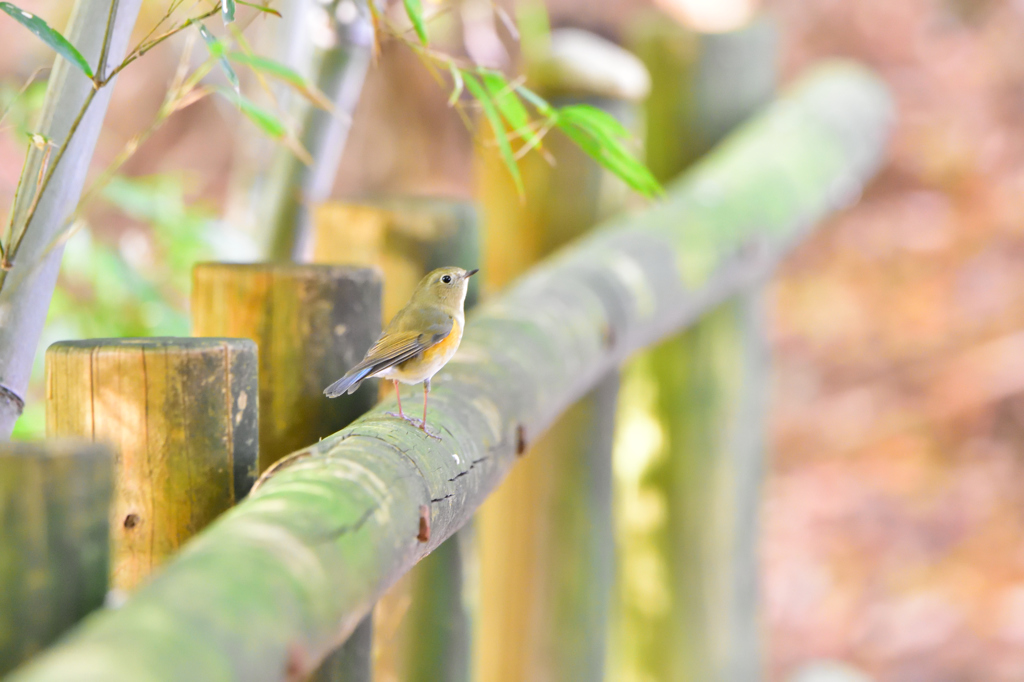 今日の野鳥