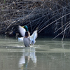 今日の野鳥　真鴨♂