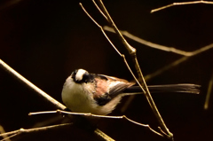 今日の野鳥　柄長