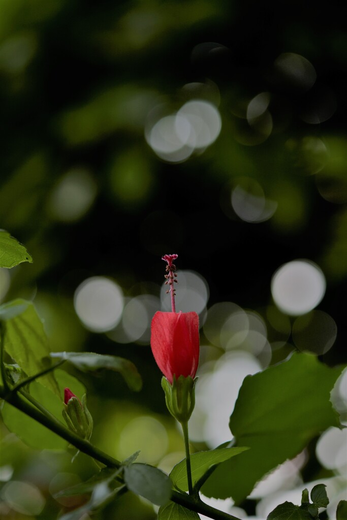 紅い蕾に玉ボケを添えて
