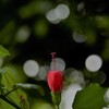 紅い蕾に玉ボケを添えて