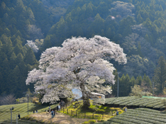 君想う春