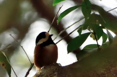 今日の野鳥　山雀