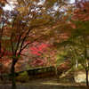 午後の紅葉