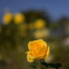 黄色い薔薇