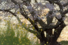 花のメルヘン