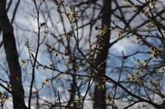 森の線香花火