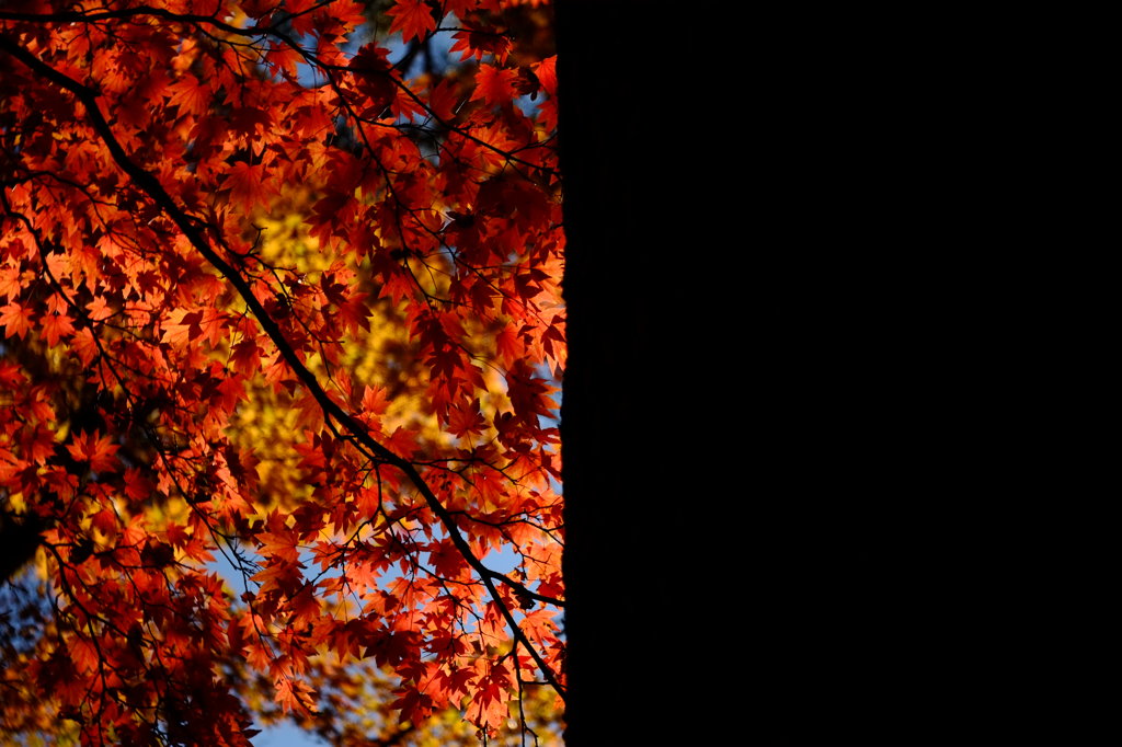 紅と黒