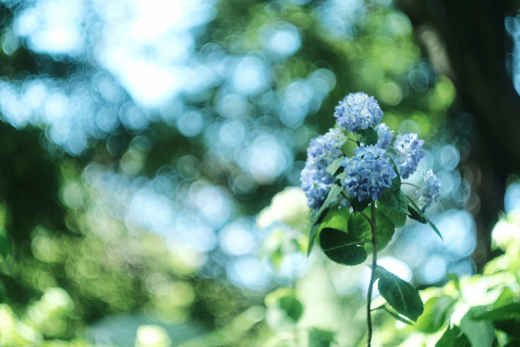 紫陽花