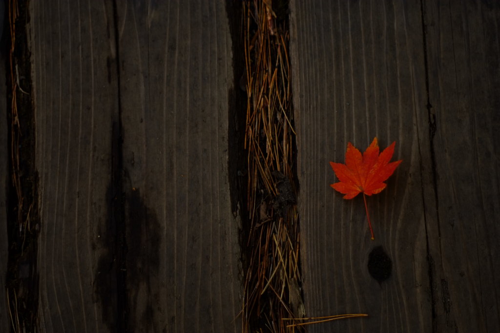 fall fall