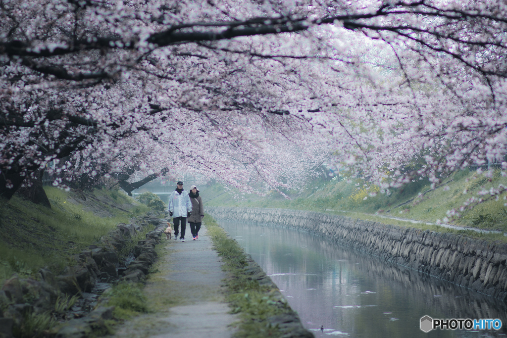 朝露の桜