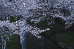 朝桜