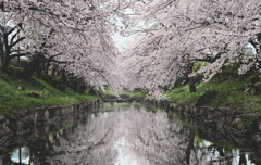 春の雨と桜