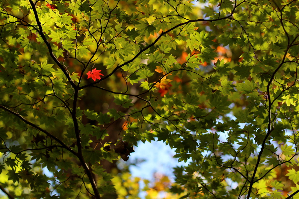 紅一点 