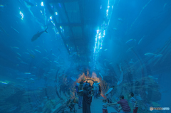 ドバイの水族館