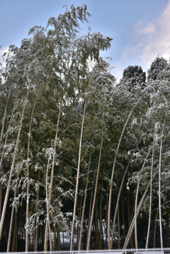 雪