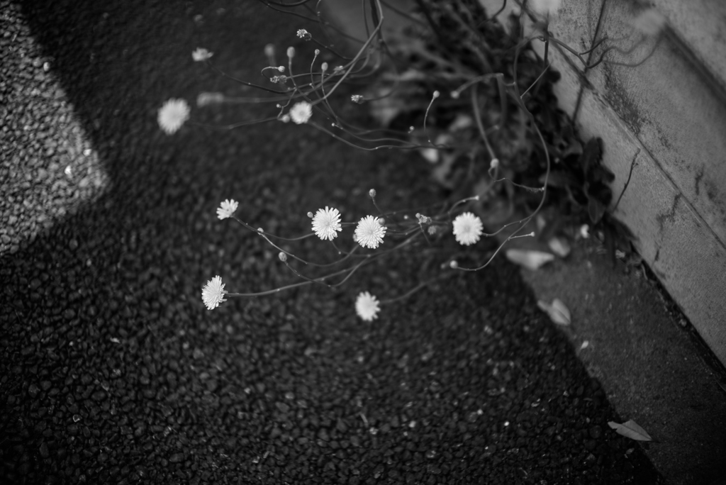 道端の
