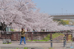 散歩～桜撮る人
