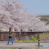 散歩～桜撮る人