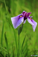 菖蒲