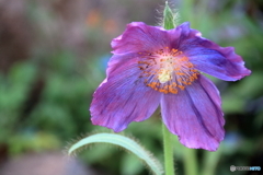 箱根湿性花園③