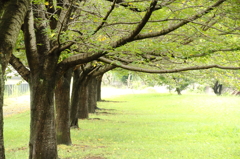 小さな秋ー近所の公園にて