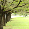 小さな秋ー近所の公園にて