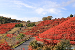 ドウダンツツジの風景