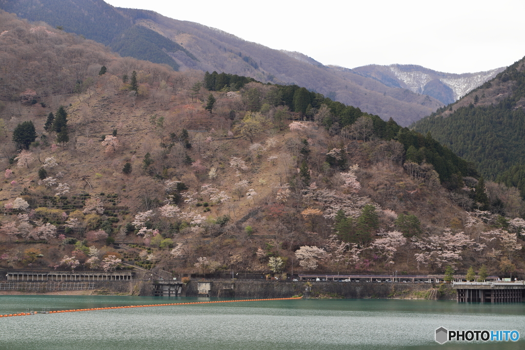 奥多摩の山桜②
