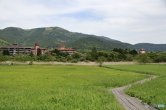 箱根湿性花園⑦