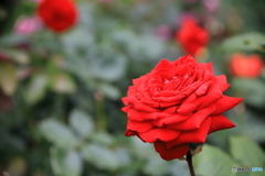 すてきな薔薇②