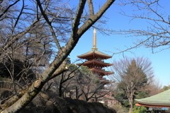 高幡不動尊にて①