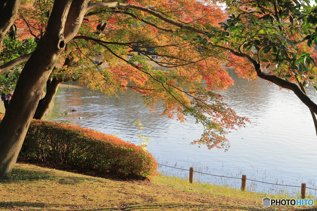 公園の水辺④