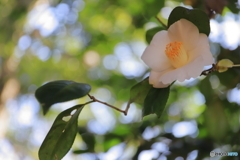 高幡不動尊にて⑥