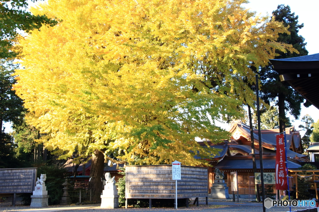 亀ヶ池八幡宮の大銀杏２
