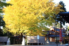 亀ヶ池八幡宮の大銀杏２
